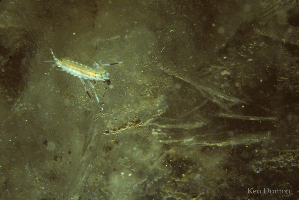 Gammarid amphipod on sea ice